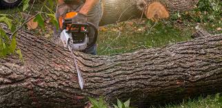 Best Hedge Trimming  in Harris Hill, NY