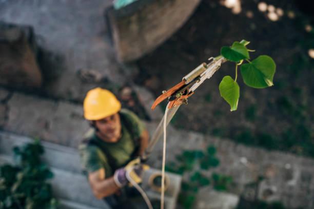 Trusted Harris Hill, NY  Tree Services Experts